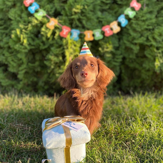 Kit de cumpleaños para perro